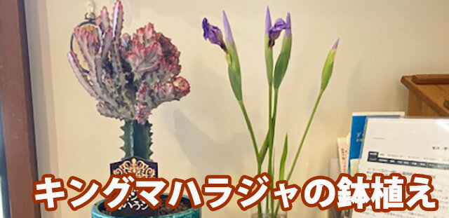 ユーホルビア 鉢 セット おしゃれ ギフト 鉢植え 【 マハラジャ キングマハラジャ 】 多肉植物 母の日 父の日 お中元 敬老の日 お彼岸 誕生日 結婚記念日 エケベリア 土 セダム 苗 多肉植物図鑑 多肉植物の土 プランター 花ギフト 2