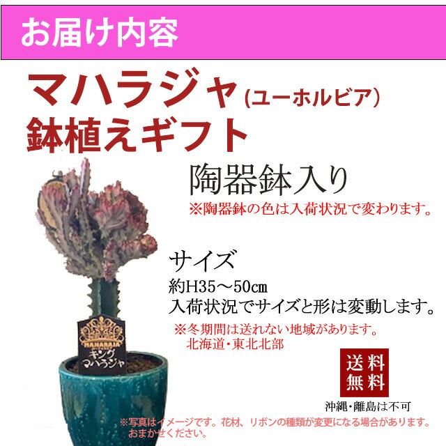 ユーホルビア 鉢 セット おしゃれ ギフト 鉢植え 【 マハラジャ キングマハラジャ 】 多肉植物 母の日 父の日 お中元 敬老の日 お彼岸 誕生日 結婚記念日 エケベリア 土 セダム 苗 多肉植物図鑑 多肉植物の土 プランター 花ギフト 3