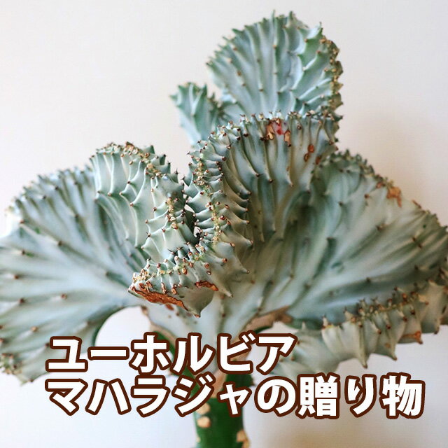 ユーホルビア 鉢 セット おしゃれ ギフト 鉢植え 【 マハラジャ キングマハラジャ 】 多肉植物 母の日 父の日 お中元 敬老の日 お彼岸 誕生日 結婚記念日 エケベリア 土 セダム 苗 多肉植物図鑑 多肉植物の土 プランター 花ギフト 1