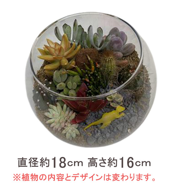サボテン テラリウム 母の日 大型 300円 100円 インテリア 多肉植物 花ギフト 寄せ植え サボテン プレゼント ハイドロカルチャー 観葉植物 珍しい オシャレ オシャレ 丸 父の日 サボテン 大型 プレゼント 四角 販売