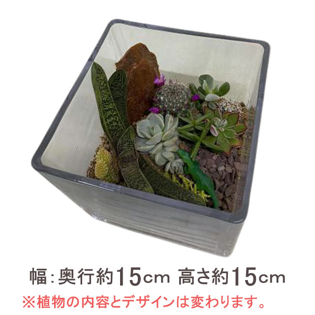 サボテン テラリウム 母の日 大型 300円 100円 インテリア 多肉植物 花ギフト 寄せ植え サボテン プレゼント ハイドロカルチャー 観葉植物 珍しい オシャレ オシャレ 丸 父の日 サボテン 大型 プレゼント 四角 販売