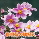 秋明菊 シュウメイギく しゅうめいぎく 【 鉢植え 5寸 】 育て方 ピンク 白 秋明菊の花 敬老の日 お彼岸 植え替え時期 株分け 花言葉 花ギフト ダイアナ