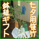 七夕 笹 鉢植え 送料無料 【 七夕飾り ミニバンブー ( 短冊付き ) 】 バンブー 青竹 笹竹 処理 ポイント消化 100円 300円 500円