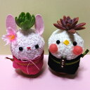 多肉植物 鉢 寄せ植え ひな祭り 【 雛ピヨ 】プレゼント ギフト おしゃれ ギフト レア お雛様 雛 誕生日 結婚記念日 父の日 母の日 ハオルチア アエオニ...