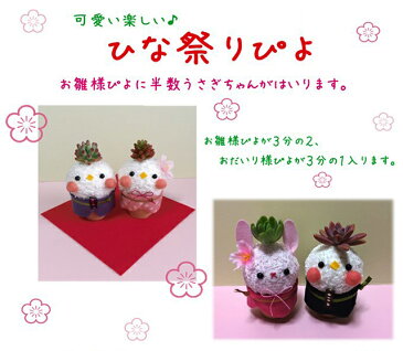 多肉植物 鉢 寄せ植え ひな祭り 【 雛ピヨ 】プレゼント ギフト おしゃれ ギフト レア お雛様 雛 誕生日 結婚記念日 父の日 母の日 ハオルチア アエオニウム エケベリア ビスタ プランター カット苗 セダム 花ギフト
