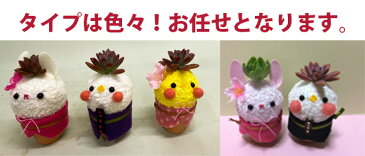 多肉植物 鉢 寄せ植え ひな祭り 【 雛ピヨ 】プレゼント ギフト おしゃれ ギフト レア お雛様 雛 誕生日 結婚記念日 父の日 母の日 ハオルチア アエオニウム エケベリア ビスタ プランター カット苗 セダム 花ギフト