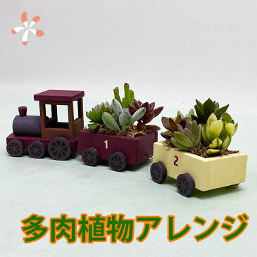 多肉植物 鉢 寄せ植え セット 【 汽車ポッポ 】 おしゃれ ギフト レア 誕生日 結婚記念日 父の日 母の日 クリスマス 敬老の日 お中元 ハオルチア アエオニウム エケベリア ビスタ プランター カット苗 セダム 花ギフト