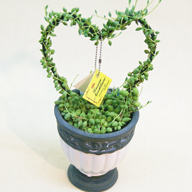 グリーンネックレスの育て方ガイド 植え付けから気になる増やし方までご紹介 暮らし の