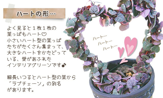 楽天市場 ハートカズラ レディハート 多肉植物 送料無料 ハートカズラ 鉢 販売 寄せ植え 土 造花 苗 花 種 種類 増やし方 育て方 ピンク ハートカズラ錦 ハートカズラの花 結婚記念日 誕生日 観葉植物 花ギフト ポイント消化 100円 300円 500円 花ギフト 山形産