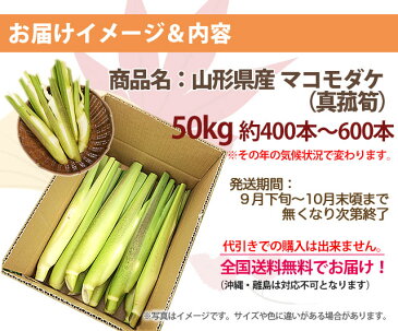 マコモタケ 送料無料 【 マコモダケ 50kg 約400本〜600本 】マコモ まこも 真菰 真菰筍 生食 食用 新鮮 無農薬野菜 ダイエット野菜 健康野菜 山形産 農産物 育て方 栄養 中国語 マコモタケの栽培 料理 食べ方 里庄 まこも筍 中華 ポイント消化 100円 300円 500円