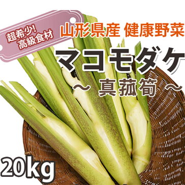 マコモタケ 送料無料 【 マコモダケ 20kg 約160本〜240本 】マコモ まこも 真菰 真菰筍 生食 食用 新鮮 無農薬野菜 ダイエット野菜 健康野菜 山形産 農産物 育て方 栄養 中国語 マコモタケの栽培 料理 食べ方 里庄 まこも筍 中華 ポイント消化 100円 300円 500円