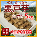 里芋 山形 さといも 悪戸芋 あくどいも 送料無料 あくど芋...