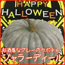 ハロウィンカボチャ ハロウィン カボチャ かぼちゃ 生 【 ジャラーディール 】 飾り 巨大 置物 装飾 オブジェ パンプキン 農産物 花ギフト ハロウィンカボ...