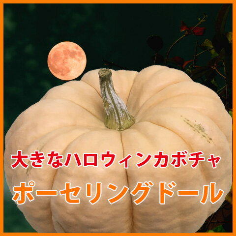 ハロウィン かぼちゃ カボチャ 生かぼちゃ 【 ポーセリングドール 中 1個 】 飾り 巨大 置物 装飾 オブジェ パンプキン オーナメント 屋外 玄関 魔女 かぼちゃの馬車