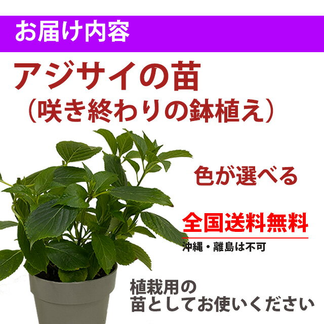 あじさい 鉢植え 植栽 苗 【 色が選べる アジサイ 苗 】 送料無料 紫陽花 アジサイ ハイドランジア 苗 新 品種 希少 父の日 お中元 2022 ギフト ドライフラワー 珍しい 花ギフト ポイント消化 100円 200円 300円 500円 1000円