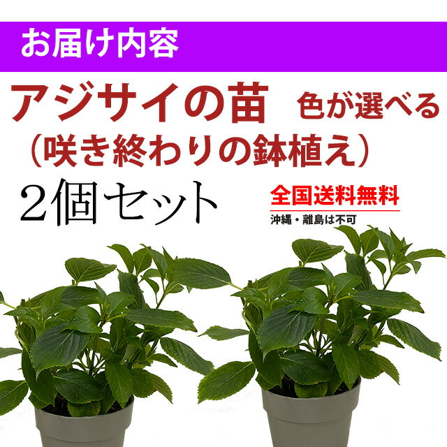 あじさい 鉢植え 植栽 苗 【 色が選べる アジサイ 苗 2個セット 】 送料無料 紫陽花 アジサイ ハイドランジア 苗 新 品種 希少 父の日 お中元 2022 ギフト ドライフラワー 珍しい 花ギフト ポイント消化 100円 200円 300円 500円 1000円