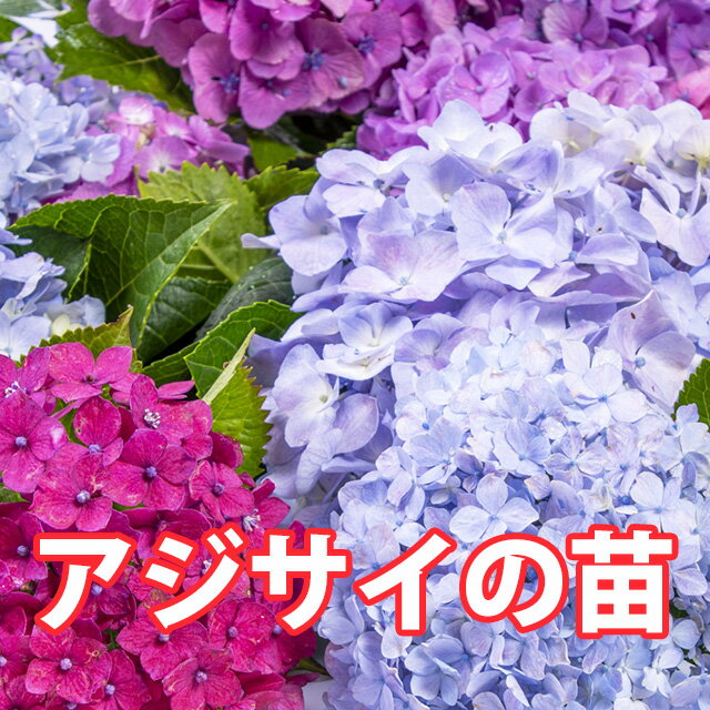 母の日 2024 あじさい 鉢植え 植栽 苗 【 色が選べる アジサイ 苗 】 送料無料 紫陽花 アジサイ ハイドランジア 苗 新 品種 希少 父の日 お中元ギフト ドライフラワー 珍しい 花ギフト ポイント消化 100円 200円 300円 500円 1000円