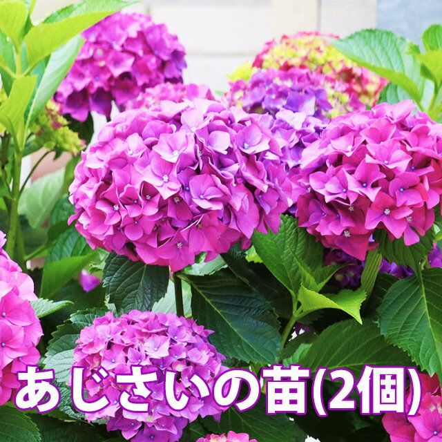 あじさい 鉢植え 植栽 苗 【 色が選べる アジサイ 苗 2個セット 】 送料無料 紫陽花 アジサイ ハイドランジア 苗 新 品種 希少 父の日 お中元 2022 ギフト ドライフラワー 珍しい 花ギフト ポイント消化 100円 200円 300円 500円 1000円