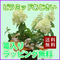 ピラミッドアジサイ ピラミッドあじさい 送料無料 【 ライムライト 籠入り ラッピング無料 】 紫陽花 ピラミッドアジサイ ピラミッドあじさい 【 ライムライト 籠入り ラッピング無料 】 ギフト プレゼント 父の日 ギフト 送料無料 バニラストロベリー ライムライト 育て方 ピンク ポイント消化 100円 300円 500円