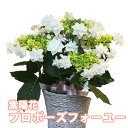 母の日 2024 アジサイ 紫陽花 あじさい 白 【 プロポーズフォーユー あじさい 送料無料 鉢植え 紫陽花 】父の日 プロポーズ 結婚記念日 誕生日 色が変わる ギフト 西安 ダンスパーティー 西洋アジサイ ガクアジサイ 花ギフト