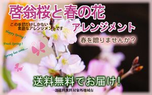 啓翁桜 桜 花束 山形 卒業 お花見 誕生日 アレンジメント 4色から選べる 切花 さくら 送別 卒業 入学 送別会 花束 プレゼント 送料無料花 祝 花 誕生日 結婚記念日 フラワーギフト 花ギフト バレンタイン ホワイトデー ひな祭り けいおう桜 寒河江格安通販　バレンタイン　人気　ランキング