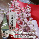 啓翁桜 花見酒 120cm 4～5本 日本酒 啓翁桜 セット 桜 枝 生花 さくら 花束 山形 プレゼント ひな祭り バレンタイン ホワイトデー 卒業 入学 送別 販売 切り花 花言葉 啓翁桜とは 鉢植え 盆栽 育て方 方法 通販 さくらの花 花瓶 苗木 花ギフト