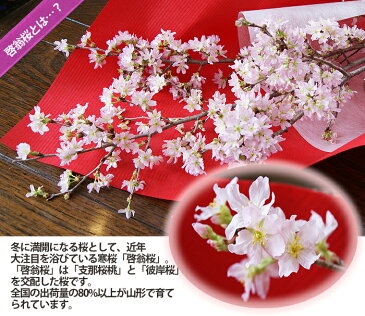 啓翁桜 山形 桜 卒業 卒業式 送別会 花束 卒業祝い プレゼント 送料無料 【 啓翁桜 花束 7〜8本入り 家庭で飾るに丁度良い長さ 】 花 入学 祝 花 誕生日 結婚記念日 クリスマス フラワーギフト 花ギフト けいおうざくら