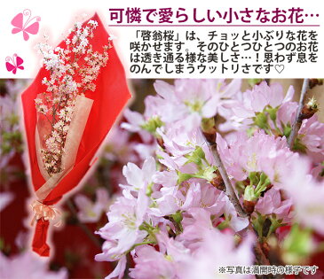 啓翁桜 山形 桜 卒業 卒業式 送別会 花束 卒業祝い プレゼント 送料無料 【 啓翁桜 花束 7〜8本入り 家庭で飾るに丁度良い長さ 】 花 入学 祝 花 誕生日 結婚記念日 クリスマス フラワーギフト 花ギフト けいおうざくら