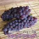 キングデラ キングデラウェア ぶどう 葡萄 ブドウ 送料無料 【 秀 贈答 2kg (満杯入り)3箱 山形市 本沢産 】 お中元 ギフト 果物 高級 種無し デ...