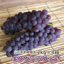 キングデラ キングデラウェア ぶどう 葡萄 ブドウ 送料無料 【 秀 贈答 2kg ( 満杯入り )4箱 山形市 本沢産 】 お中元 ギフト 果物 高級 種無し...