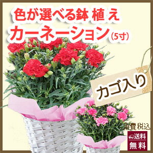 鉢 母の日 カーネーション ギフト 花 プレゼント 送料無料 【 色が選べる 鉢植え 花 篭付き ラッピング無料 メッセージカード付 】 鉢植え 花鉢 花 母 誕生日 敬老の日 フラワー 花束 プリザーブドフラワー アレンジ 花 ポイント消化 花ギフト