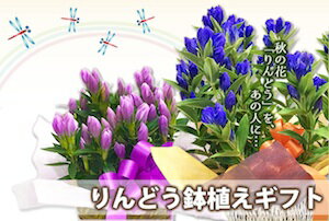 敬老の日 リンドウ プレゼント 鉢植え 色が選べる ブルー ピンク 白 5寸 5号 りんどう 珍しい 竜胆 敬老の日 お彼岸 ギフト 花 花束 生花 敬老の日プレゼント 花鉢 鉢花 おばあちゃん おじいちゃん 敬老ギフト 2021 花ギフト