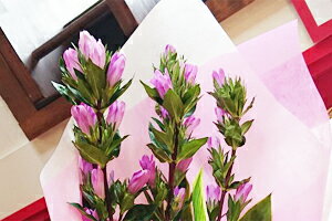 楽天市場 りんどう リンドウ 敬老の日 お彼岸 フラワーギフト ギフト プレゼント 花束 送料無料 色が選べる りんどうとカスミ草の花束 10本 ピンク ブルー ホワイト お盆 花 桃色 青 白 アレンジメント 白寿 生花 花ギフト 花ギフト 山形産果物野菜 花樹有