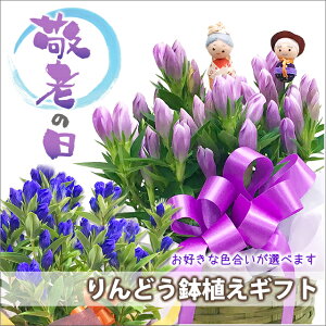 敬老の日 リンドウ プレゼント 鉢植え 色が選べる ブルー ピンク 白 5寸 5号 りんどう 珍しい 竜胆 敬老の日 お彼岸 ギフト 花 花束 生花 敬老の日プレゼント 花鉢 鉢花 おばあちゃん おじいちゃん 敬老ギフト 2021 花ギフト