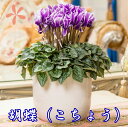 シクラメン 胡蝶 こちょう Daiei 花園 カゴ入り 送料無料 青 ブルー 紫 5号 鉢花 ギフト お歳暮 いい夫婦の日 ガーデンシクラメン ミニシクラメン ...