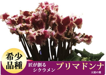 シクラメン プリマドンナ カゴ付 送料無料 鉢花 ギフト お歳暮 ガーデンシクラメン ミニシクラメン セレナーディア アロマブルー 花ギフト 希少 香 新 品種 青 ブルー 紫 黄色いシクラメン 5号 6号 7号 6号鉢 鉢 花ギフト 天使の羽根 ローゼス 鉢植え