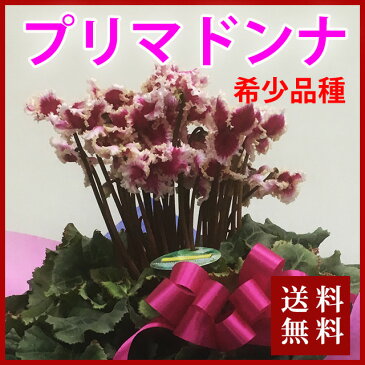 シクラメン プリマドンナ カゴ付 送料無料 鉢花 ギフト お歳暮 ガーデンシクラメン ミニシクラメン セレナーディア アロマブルー 花ギフト 希少 香 新 品種 青 ブルー 紫 黄色いシクラメン 5号 6号 7号 6号鉢 鉢 花ギフト 天使の羽根 ローゼス 鉢植え