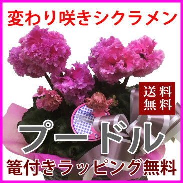 シクラメン プードル シクラメン プードル カゴ付 送料無料 鉢花 ギフト お歳暮 ガーデンシクラメン ミニシクラメン セレナーディア アロマブルー 花ギフト 希少 香 新 品種 青 ブルー 紫 黄色いシクラメン 5号 6号 7号 原種シクラメン 6号鉢 鉢 天使の羽根 ローゼス 鉢植え
