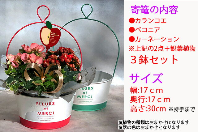 楽天市場 母の日 花 21年 予約 寄せ植え ベコニア カランコエ どちらか 観葉植物１個 ２鉢セット サンコフ Sm 7 鉢植え 生花 花 プレゼント 21 父の日 ギフト あじさい ひまわり カーネーション バラ フラワーギフト 結婚祝い アレンジフラワー 誕生日 花