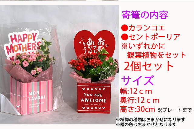 楽天市場 母の日 花 21年 予約 寄せ植え カランコエ 観葉植物 ２鉢セット サンコフ Sm 9 鉢植え 生花 花 プレゼント 21 父の日 ギフト あじさい ひまわり カーネーション バラ フラワーギフト 結婚祝い アレンジフラワー 誕生日 花ギフト 花ギフト 山形産果物