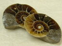 ■龍香堂■☆アンモナイト化石(19mm・半身×2P)v2