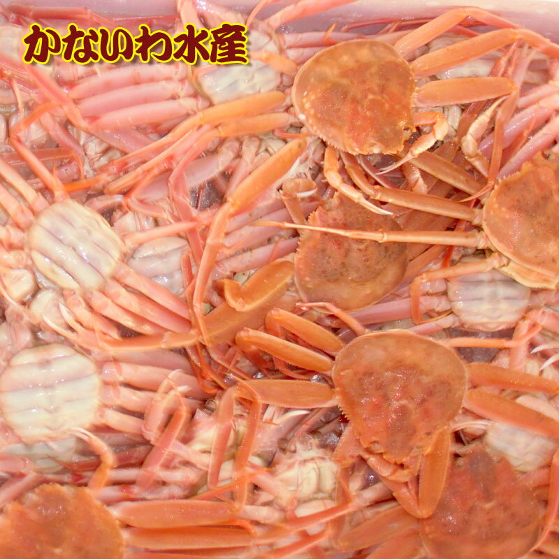 【送料無料】金沢より活発送!訳ありセイコガニ1.2kgセット(香箱ガニ・勢子ガニ・親ガニ・コウバコガニ・セコガニ)