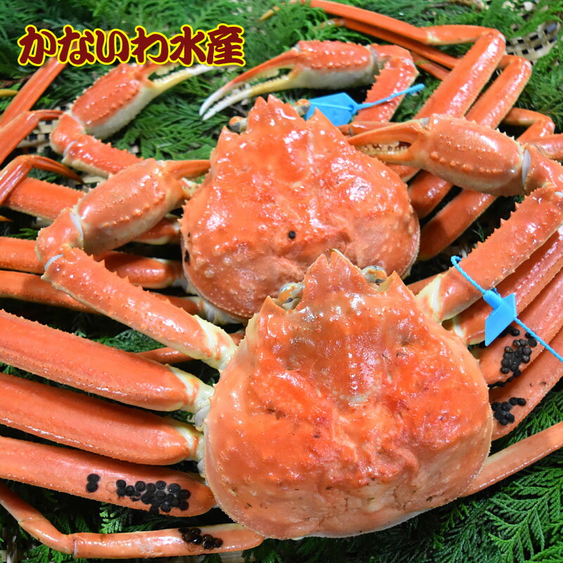 【送料無料】金沢よりボイル発送！最高級！ブランドタグ付き本ズ