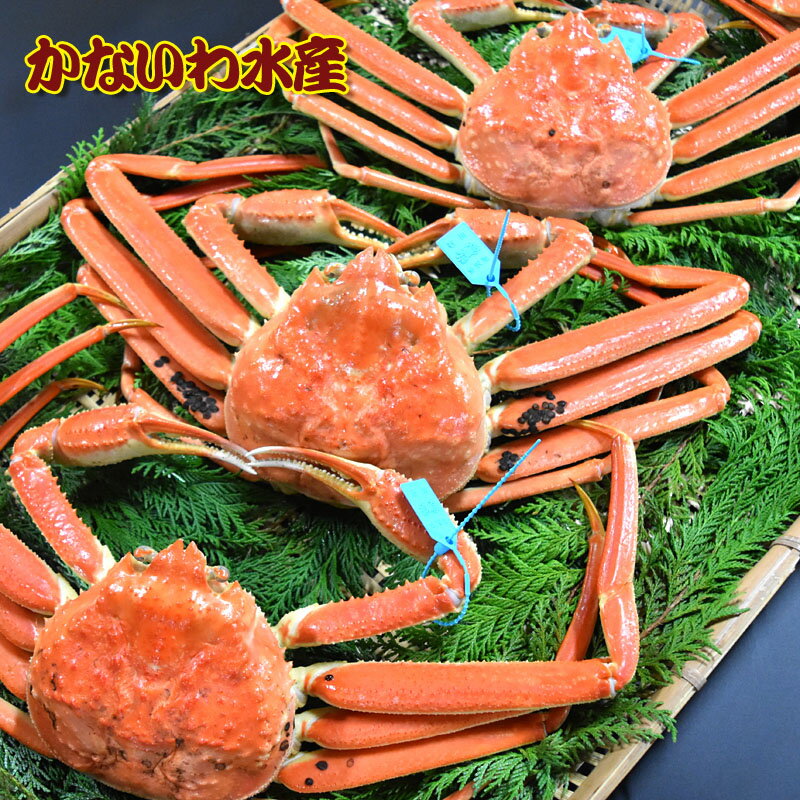 【送料無料】金沢よりボイル発送！最高級！ブランドタグ付き本ズ