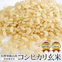 ＼食フェス300円OFFクーポン配布中・利用期間4/1(月)00:00～4/2(火)9:59まで／【送料無料】特別栽培米コシヒカリ（玄米）10kg 令和5年産スーパーフード 家庭用精米機 玄米食 長野県飯山産 金崎さんちのお米【39ショップ】 2