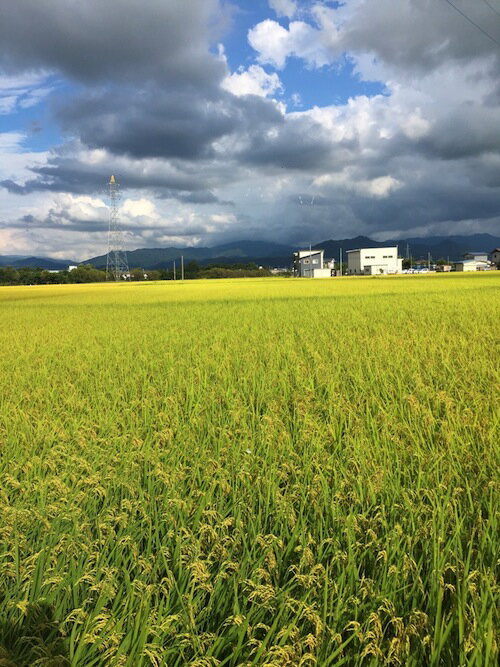 新潟コシヒカリ
