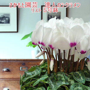 開花発送中 お歳暮 クリスマス シクラメン【動画で見る】リスト【産直新鮮フラワー】開花後は朝8時までの注文分即日発送 さかもと園芸 達人のシクラメン 送料無料 鉢植え ギフト 【絹の光沢　リスト】 お歳暮 お年賀 贈答品 クリスマスプレゼント 鉢花 鉢 お悔み お供え