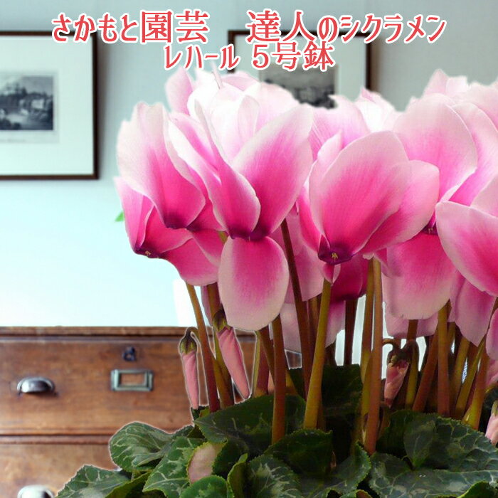 【予約受付中】シクラメン【動画で見る】パステルレハール【珍しいグラデーションカラー】開花後は朝8時までの注文分即日発送 さかもと園芸 達人のシクラメン 送料無料...