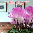 【予約受付中】パステルライト シクラメン【産直新鮮フラワー】さかもと園芸 達人 シクラメン 送料無料 鉢植え ギフト【絹の光沢 ライト】お歳暮 お年賀 贈答品 ...