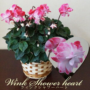 さかもと園芸の新品種シクラメン バレンタイン 鉢 ギフト【動画あり】ウィンク・パステル 達人のシクラメン 送料無料 鉢植え ギフト お祝い プレゼント 贈答品 クリスマス お歳暮 鉢花 ミニシクラメン